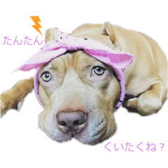 [LINEスタンプ] じぇむさん
