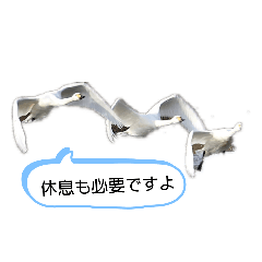 [LINEスタンプ] 可愛い鳥ちゃん6