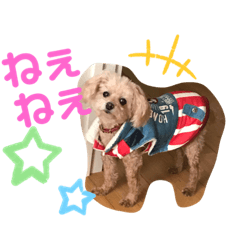 [LINEスタンプ] トイプードルの愛犬ラムちゃん♡の画像（メイン）