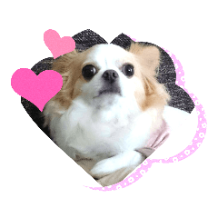 [LINEスタンプ] チワワのヒナコちゃん