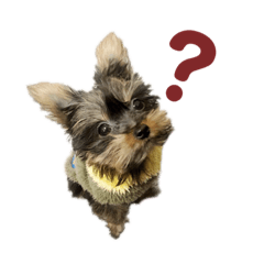 [LINEスタンプ] ヨークシャテリアのPinoさん