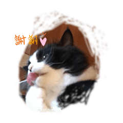 [LINEスタンプ] ジム♡ミミ 猫スタンプ