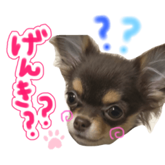 [LINEスタンプ] うにちゃんすたんぷ2