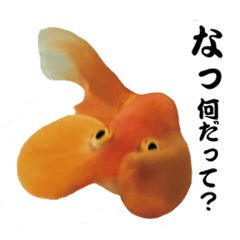 [LINEスタンプ] ぷにぷに金魚