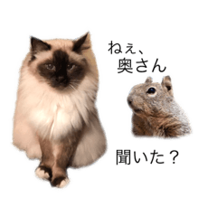 [LINEスタンプ] シフォンと愉快な仲間たち