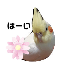 [LINEスタンプ] オカメインコのあおちゃん③