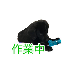 [LINEスタンプ] フラットコーテッドレトリバーのさち