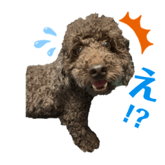 [LINEスタンプ] うちのプーちゃんスタンプ