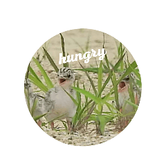 [LINEスタンプ] 写真の鳥ちゃんスタンプ
