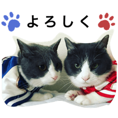 [LINEスタンプ] シェリぽんとゆかいな仲間たち