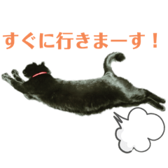 [LINEスタンプ] 黒猫の運ちゃん。Part4
