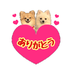 [LINEスタンプ] ポメチワ★ピュア＆ラブ＆マーブル