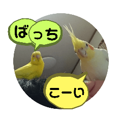 [LINEスタンプ] インコのスタンプ《その3》