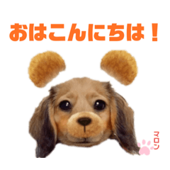 [LINEスタンプ] 愛犬マロンのスタンプ①