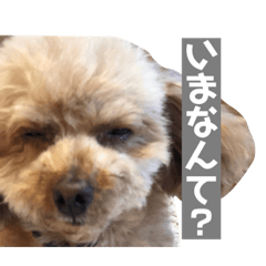 [LINEスタンプ] 柴犬とトイプードルのスタンプ