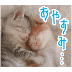 [LINEスタンプ] 表情豊かなうちの猫スタンプ