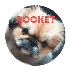[LINEスタンプ] Rocket The Lucky Star