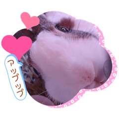 [LINEスタンプ] お茶目なkokkochan(3)七五三編