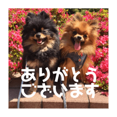 [LINEスタンプ] ポメラニアンの太助・太愛2