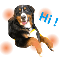 [LINEスタンプ] バーニーズマウンテンドッグ◎