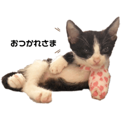 [LINEスタンプ] ラッキー君(ハチワレ猫ちゃん)