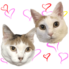 [LINEスタンプ] 茶白猫と三毛猫の写真スタンプ4