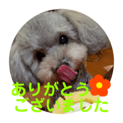 [LINEスタンプ] モコ♀の日常～敬語編～