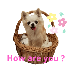 [LINEスタンプ] こんにちわわ2