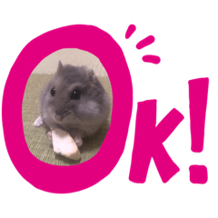 [LINEスタンプ] ハムスターのしらちゃんとサフィー