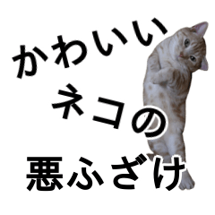 [LINEスタンプ] かわいい猫の写真で悪ふざけスタンプの画像（メイン）