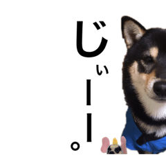 [LINEスタンプ] 柴犬とフレブル