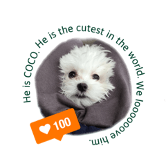 [LINEスタンプ] My loving dog, COCO！