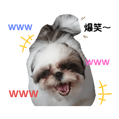 [LINEスタンプ] 我が家のもじゃ 3
