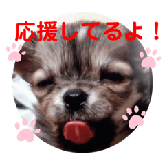 [LINEスタンプ] ココちゃんすたんぷ⚫の画像（メイン）