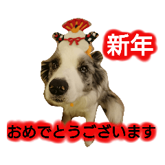 [LINEスタンプ] ボーダーコリー・Lettyのお正月