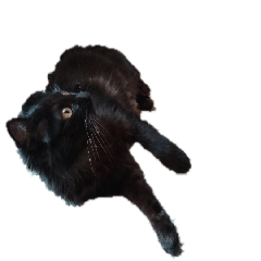 [LINEスタンプ] 令和元年の冬猫スタンプの画像（メイン）
