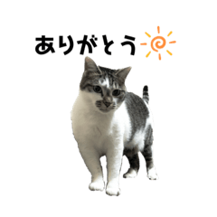 [LINEスタンプ] 猫のミミコ