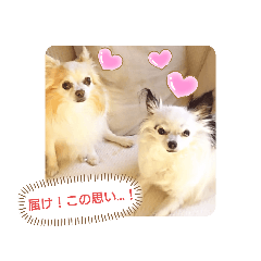 [LINEスタンプ] 愛犬チワワのスローディズ2・七五三付き