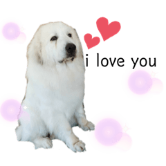 [LINEスタンプ] ペット美容館 RON