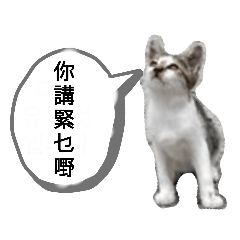 [LINEスタンプ] 貓講