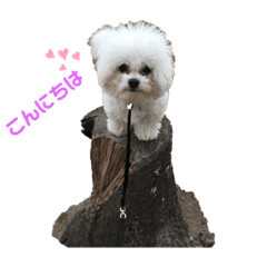 [LINEスタンプ] ビションフリーゼ のドーラちゃん