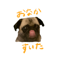 [LINEスタンプ] パグのマイク