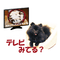[LINEスタンプ] 黒ポメ《恋音》のつぶやき vol.2