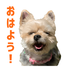 [LINEスタンプ] かわいい動物コミュニケーションスタンプ 3の画像（メイン）