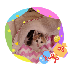 [LINEスタンプ] 可愛い仔猫スタンプ