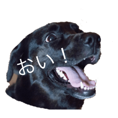 [LINEスタンプ] 黒ラブアシヘラ