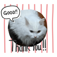 [LINEスタンプ] ツンデレホワイトスタンプ