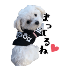 [LINEスタンプ] ココちゃんのスタンプです♪