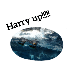 [LINEスタンプ] すいぞくかんのなかまたち by whale