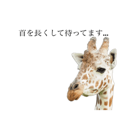 [LINEスタンプ] 写真で返事。